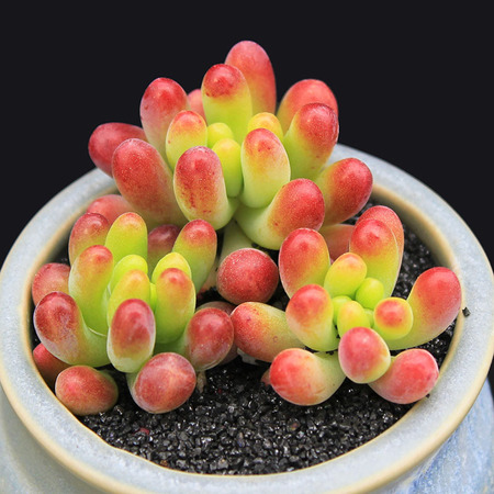 日本现“海豚多肉”萌炸了！但要养好可是很麻烦的！