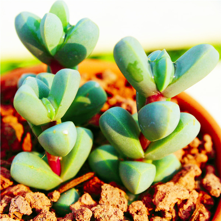 日本现“海豚多肉”萌炸了！但要养好可是很麻烦的！