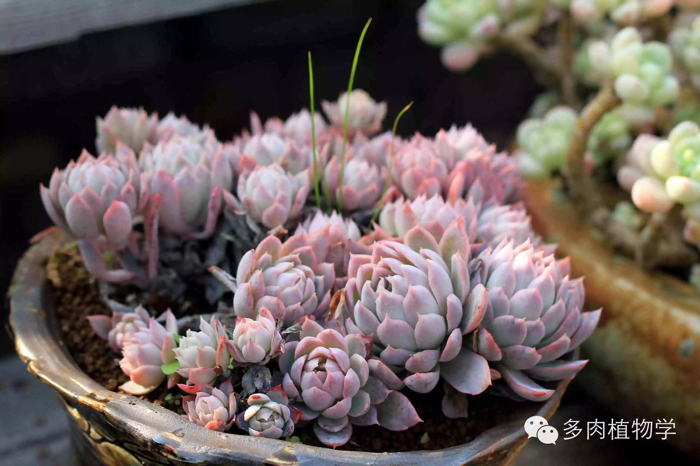 去景天韵开眼界,多肉让人浮想联翩