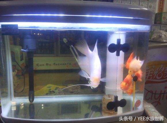 1米上滤成品缸养什么,上滤缸怎么养好一缸水