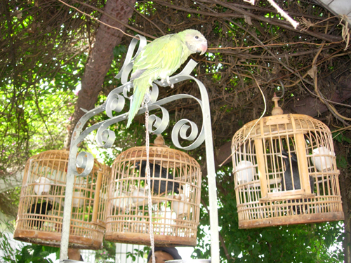 宠物八哥讲解,八哥犬常见的疾病有哪些