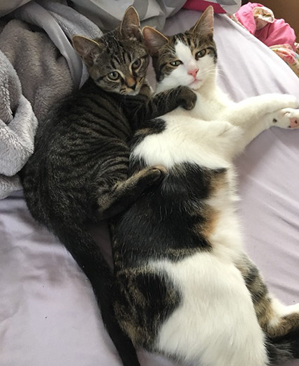 家里的两只猫都是公的咋办,家里两只猫怎么处理好