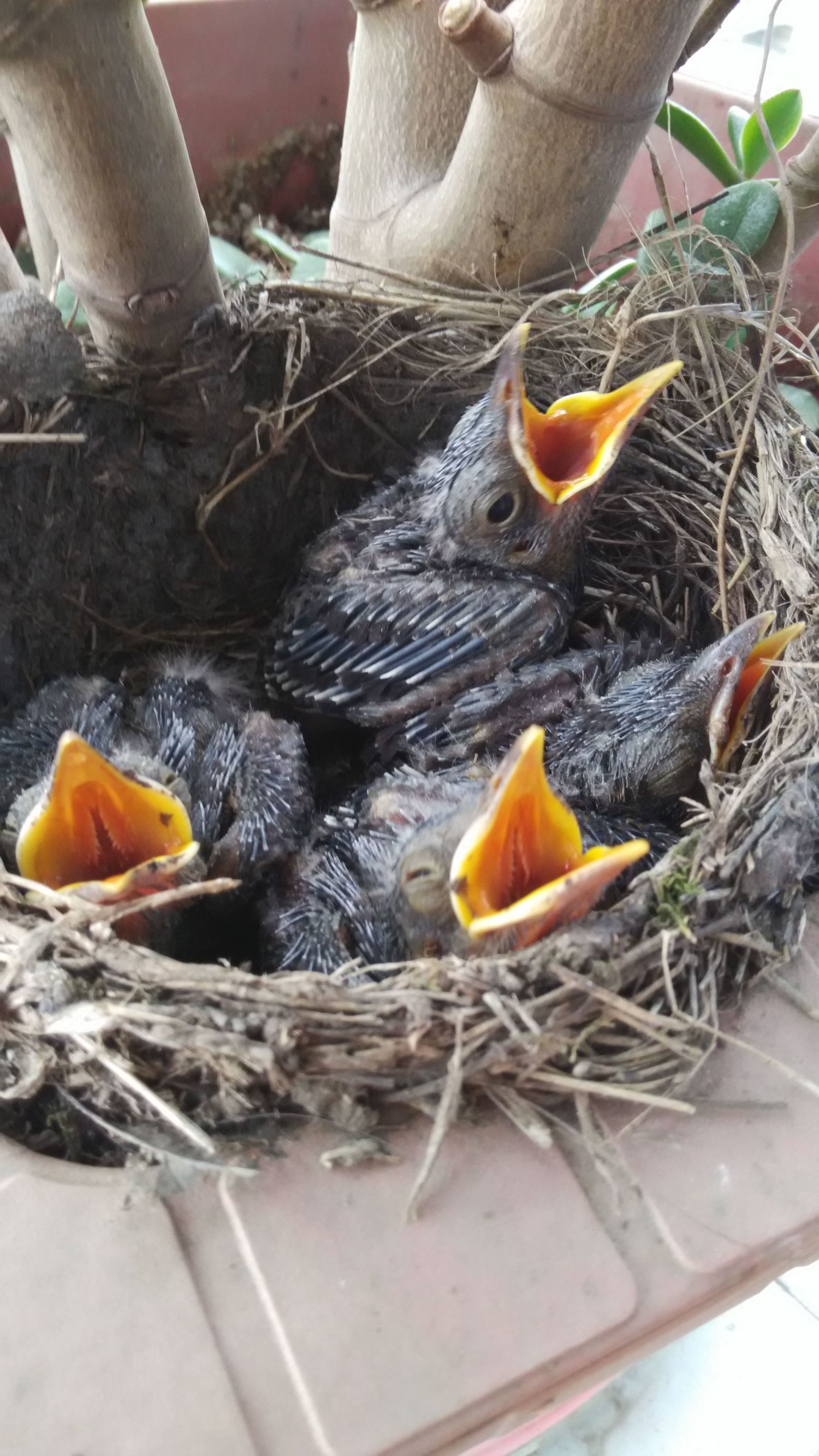 宠物知识在线解答,宠物八哥知识大全