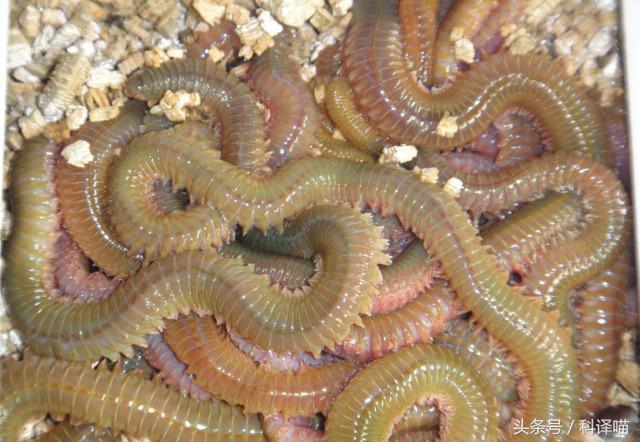 胆小的别进!青岛的海虫子,可以入药可以吃,鲍鱼也在内!