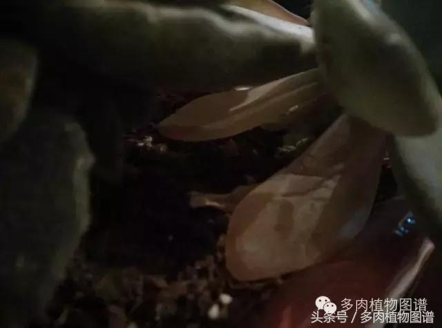 室内种多肉怎么防止腐黑,多肉防止腐黑药