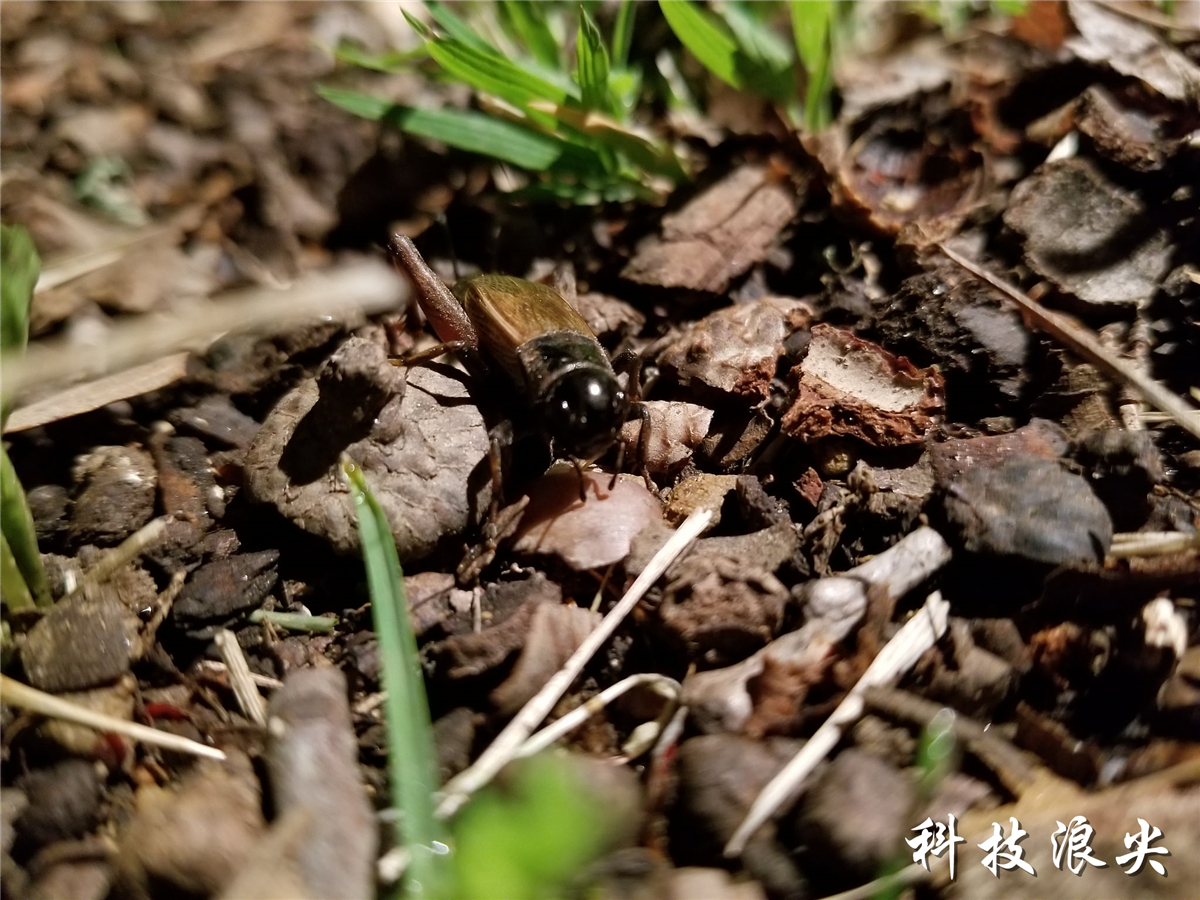 三星s8详细评测视频,三星s8和s8+哪个更值得入手