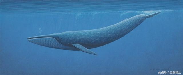 世界上最厉害的动物平头哥,平头哥盘点十大速度最快的动物