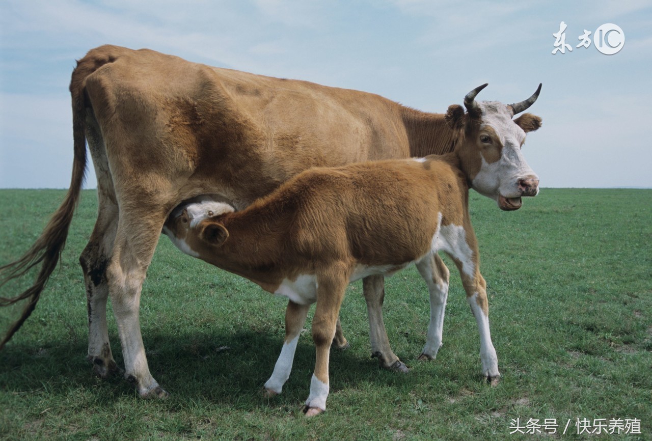 母牛产犊后不吃料,母牛产完犊不吃草是怎么回事