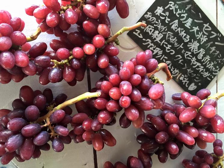 七星女王葡萄的优点和缺点,七星女皇葡萄简介