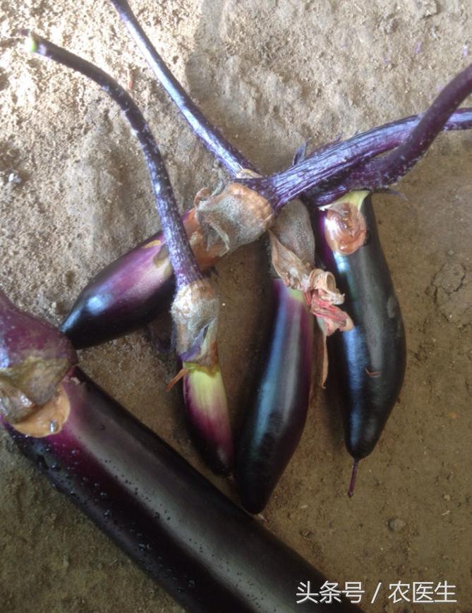 茄子灰霉病的最佳防治方法,茄子灰霉病打什么药好