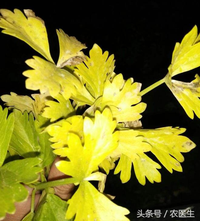 茄子灰霉病的最佳防治方法,茄子灰霉病打什么药好