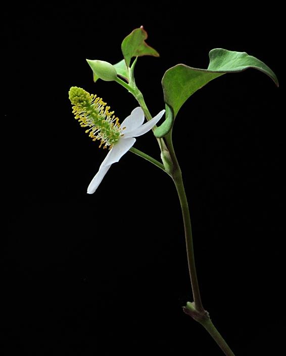 本草鱼腥草,本草纲目中鱼腥草