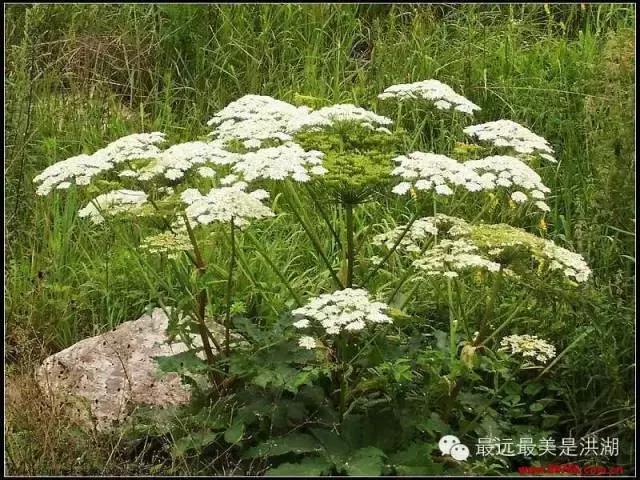 农村随处可见的野草,农村随处可见的草也能卖