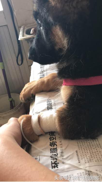 细小治愈全过程,细小治愈后的后遗症