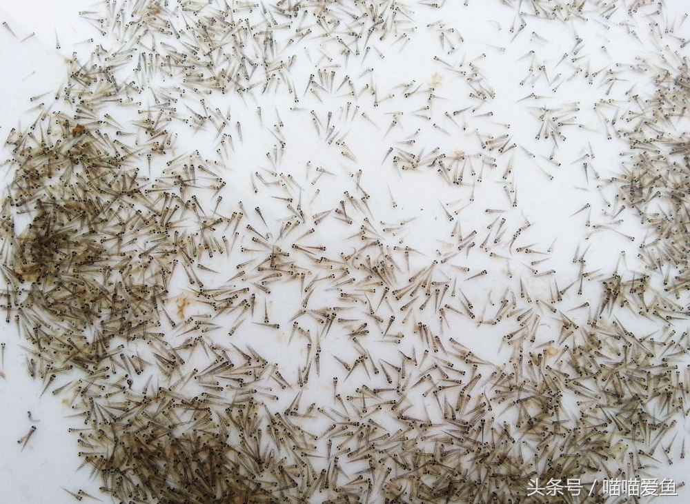 各种泥鳅苗哪家便宜,2024泥鳅苗批发价格多少钱一斤