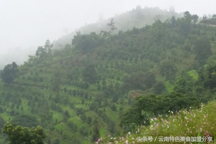 见识一下生长在夏威夷的“干果皇后”的真容吧