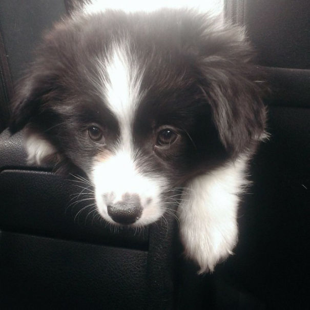 柯基犬和土狗生的串串狗,柯基和各个犬种串串