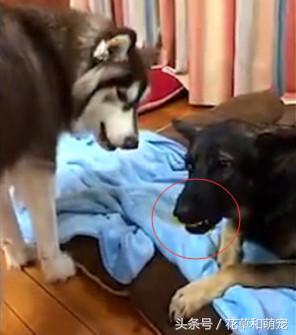 阿拉斯加犬非要给狼狗唱歌，狼狗一龇牙阿拉瞬间就老实了