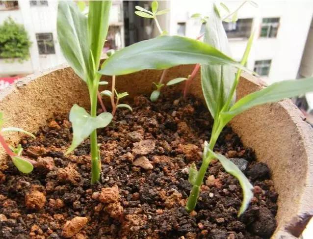 阳台种生姜的种植方法和时间,家庭种姜的正确方法和步骤