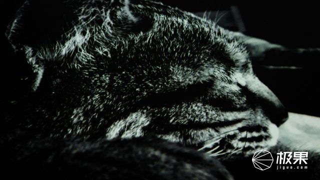 柯达最强胶卷,柯达胶卷现状