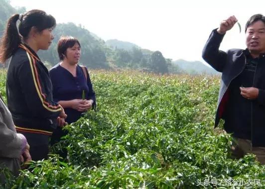 农村最赚钱的种植创业项目有哪些,55到65岁在农村能创业什么项目