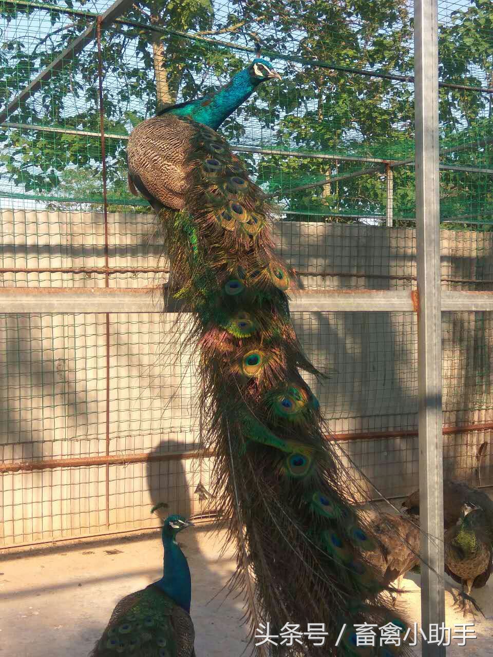 养鸡三年赚钱吗,养鸡赚钱不再愁