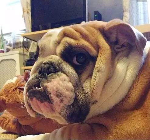 英国斗牛犬饲养方法,英国斗牛犬性格怎么样