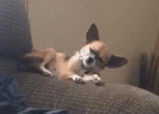 小狗偷吃口红拒不承认，铲屎的：喂，你当我是瞎吗！