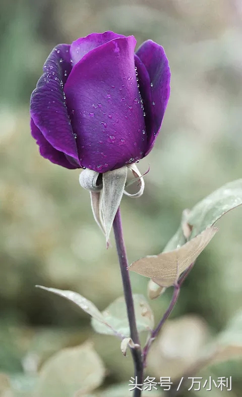 520送花文字表达,520送花花语玫瑰
