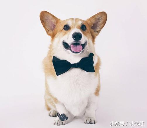 柯基犬真的有体臭吗,怎么解决柯基犬臭的问题