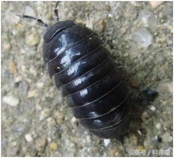 胆小的别进!青岛的海虫子,可以入药可以吃,鲍鱼也在内!