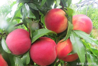 一年一度的蟠桃大会哪里有,王屋山蟠桃盛会