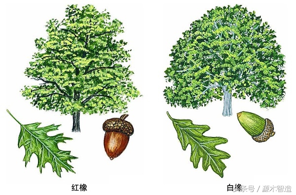 木材介绍之橡木,橡木是什么树的木材