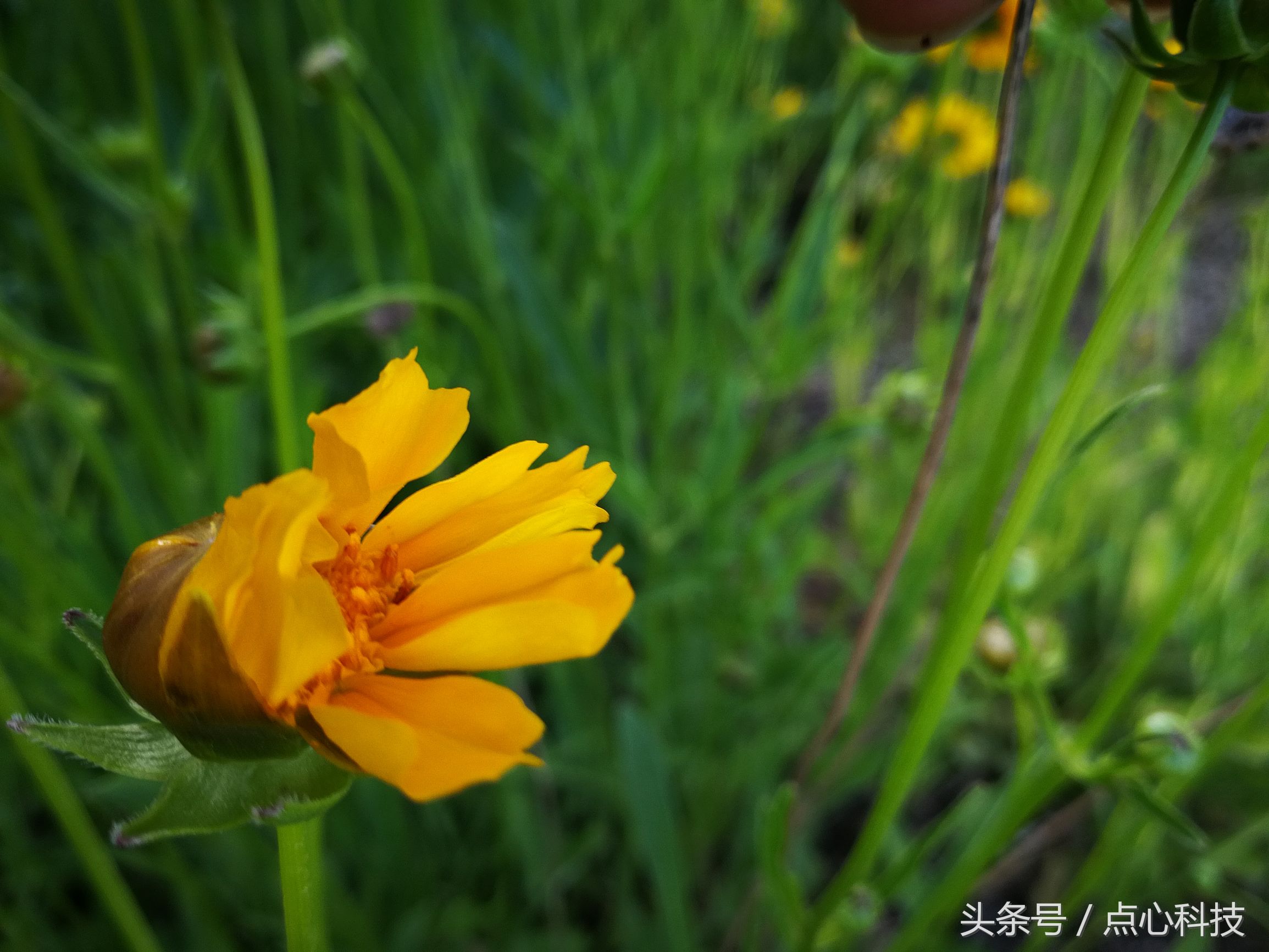 长得像向日葵又像菊花,长得像向日葵一样小小的花