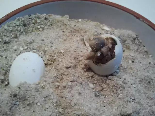 它被人冠以“小安格”的名号,却比真的安哥更金贵