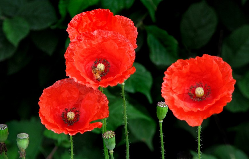 虞美人的花多彩丰富，薄薄的花瓣质薄如绫，光洁似绸，飘然欲飞