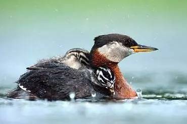 古代有什么奇特的鸟,中国古代怪鸟