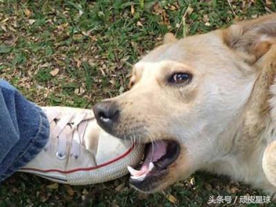 不小心被狗咬要打针么,不小心被注射狂犬疫苗会怎样