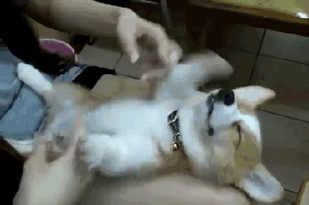 白醋可以给狗狗洗耳朵吗,狗狗的耳朵怎么洗干净