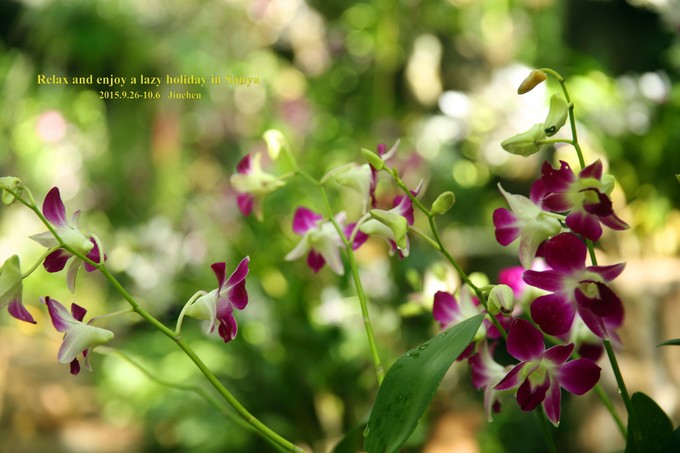 三亚慢生活一天,三亚旅游攻略酒店美食