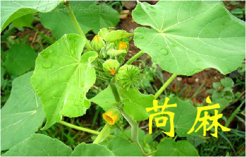 农村常见的43种中草药,农村常见却被忽略的草药