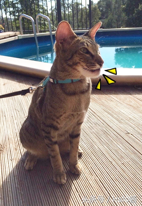 哭笑不得！猫狗大战蜜蜂后……主人该如何及时护理？