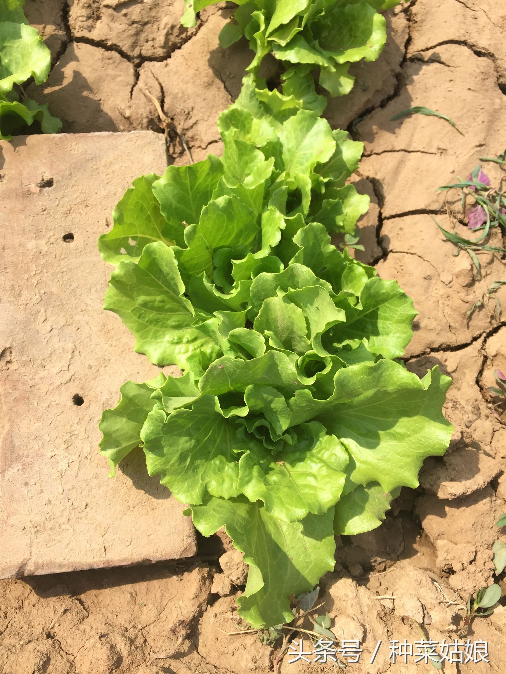 种菜中有虫怎么办,自己种菜不用农药怎么防止病虫害