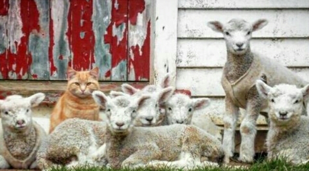 猫咪流浪时亲人收养后性情大变,猫咪认识很久了还打架