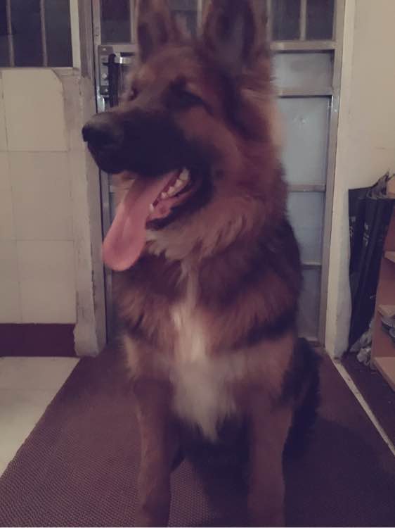 7个月的德牧还会长大吗,7个月的德牧怕冷吗