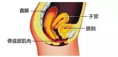 怀孕历史记录,怀孕分娩对盆底肌肉的影响