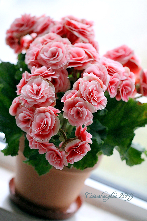 丽格海棠烂叶子怎么处理,丽格海棠叶片有褐色斑点怎么办