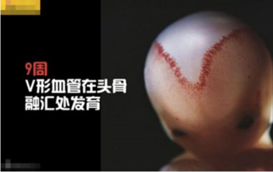 真实拍摄人类胚胎发育过程,10张图带你了解孕育全过程