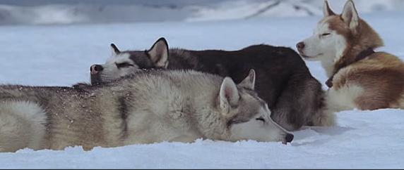 北京导盲犬乔乔,北京导盲犬乔乔最新消息