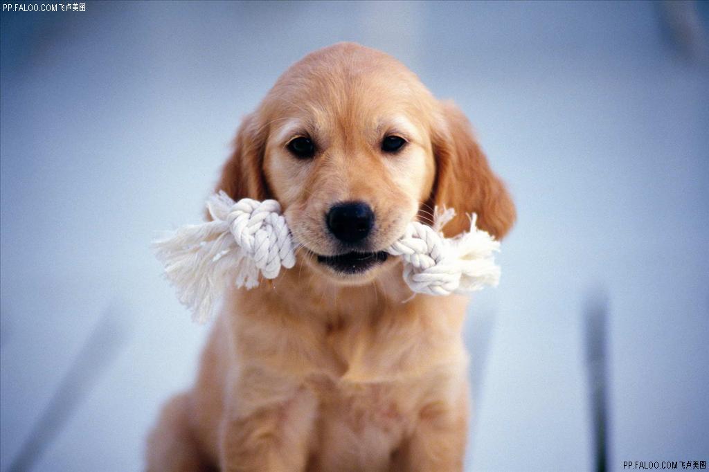 超级可爱的十大萌宠可以在家养,好养又干净的宠物萌宠